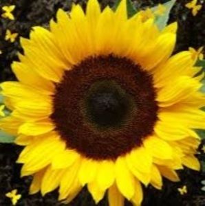 Meet your Posher, Leigh